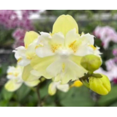 Phal. My Angel біг ліп метелик