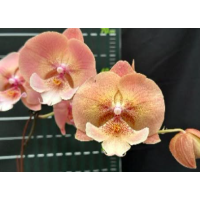 Phal. Lemon Tea биг лип