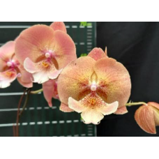 Phal. Lemon Tea биг лип