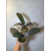 Фаленопсис (Jongs Gigan Cherry x Stuartiana Yellow) Фаленопсис (Jongs Gigan Cherry x Stuartiana Yellow)