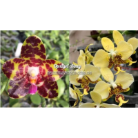 Phal. Jongs Gigan Cherry x Stuartiana Yellow Phal. Jongs Gigan Cherry x Stuartiana Yellow
