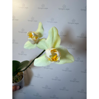 Phal. Patrick Yuan Bao 3 lips
