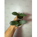Фаленопсис (Schilleriana 4N x Stuartiana spot)