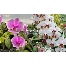 Phal. Schilleriana 4N x Stuartiana spot