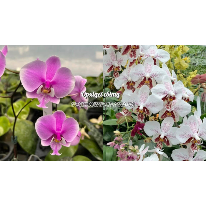 Фаленопсис (Schilleriana 4N x Stuartiana spot)