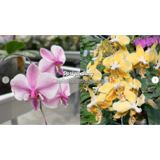 Phal. Schilleriana Stripe x Stuartiana Nobilis