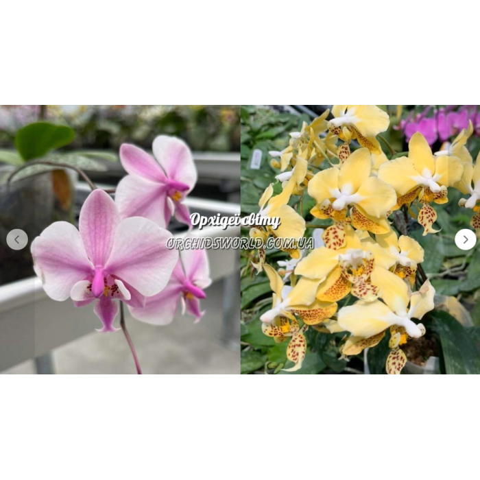 Фаленопсис (Schilleriana Stripe x Stuartiana Nobilis)