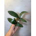 Фаленопсис (Schilleriana Stripe x Stuartiana Nobilis)