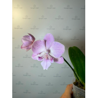 Phal. (Sin Yuan Golden Beauty - Juibo Red Rose) big lip Phal. (Sin Yuan Golden Beauty - Juibo Red Rose) big lip