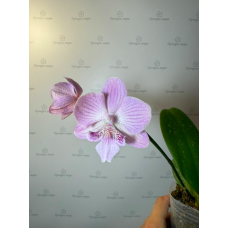 Phal. (Sin Yuan Golden Beauty - Juibo Red Rose) big lip