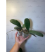 Фаленопсис Син-Юан Гоулден Бьюти x Акэз Свити (Sin-Yuan Golden Beauty x Ackers Sweetie) бабочка) 2,5 Фаленопсис Син-Юан Гоулден Бьюти x Акэз Свити (Sin-Yuan Golden Beauty x Ackers Sweetie) бабочка) 2,5