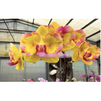 Phal. Yellow Freed бабочка Phal. Yellow Freed бабочка
