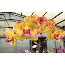 Phal. Yellow Freed бабочка