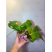 Фаленопсис (Phal. Violacea Indigo x Speciosa Blue) Фаленопсис (Phal. Violacea Indigo x Speciosa Blue)