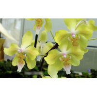 Phal. Little Dragon уценка Phal. Little Dragon уценка