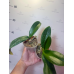 Фаленопсис Голд Марлинс (Phal. Gold Marlins бабочка) Фаленопсис Голд Марлинс (Phal. Gold Marlins бабочка)
