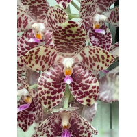 Phal. Gigantea Sabah x sib Phal. Gigantea Sabah x sib