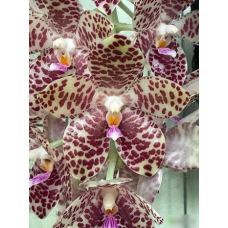 Phal. Gigantea Sabah x sib