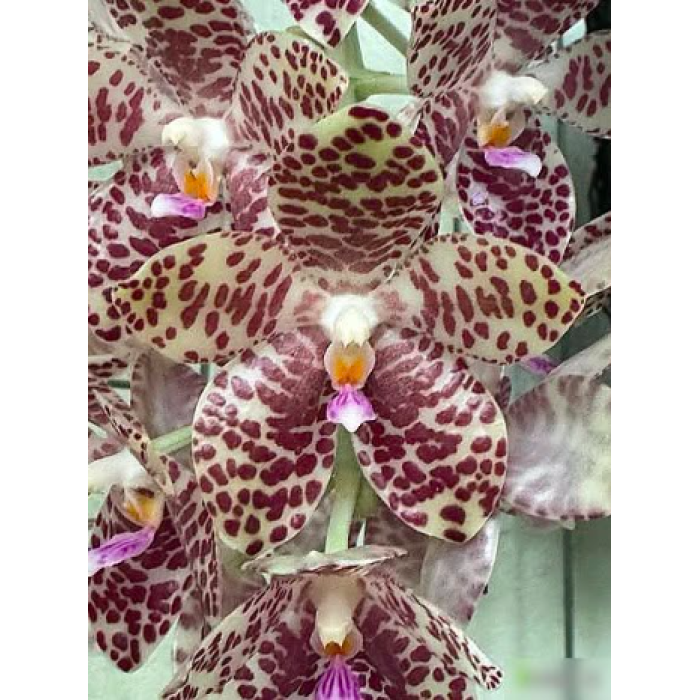 Фаленопсис (Gigantea Sabah x sib) Фаленопсис (Gigantea Sabah x sib)