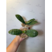 Фаленопсис (Tetraspis Coffee x Schilleriana) Фаленопсис (Tetraspis Coffee x Schilleriana)