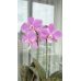 Фаленопсис (Tetraspis Coffee x Schilleriana) Фаленопсис (Tetraspis Coffee x Schilleriana)