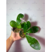 Фаленопсис (Yaphon GG x Mituo Blue Bear M5) Фаленопсис (Yaphon GG x Mituo Blue Bear M5)