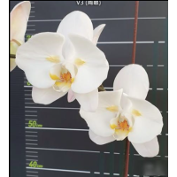 Phal. Sogo Yukidian V3 бабочка Phal. Sogo Yukidian V3 бабочка
