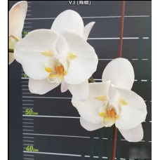 Phal. Sogo Yukidian V3 бабочка