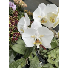Phal. Sogo Yukidian бабочка