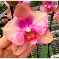 Phal. Baby Dynamite метелик