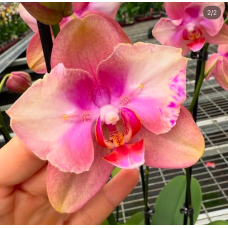 Phal. Baby Dynamite бабочка Phal. Baby Dynamite бабочка