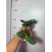 Фаленопсис (Stuartiana Nobilis x Philippensis) Фаленопсис (Stuartiana Nobilis x Philippensis)