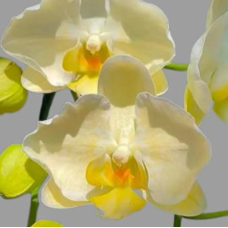 Phal. Gold-edged Lace