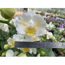 Phal. Yellow Kitty бабочка 