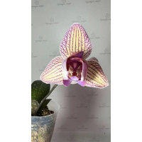 Phal. Sin Yuan Golden Beauty х Ching Shang Stripe пелорик Phal. Sin Yuan Golden Beauty х Ching Shang Stripe пелорик