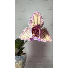 Phal. Sin Yuan Golden Beauty х Ching Shang Stripe пелорик