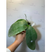 Фаленопсис (Gigantea Jumbo Bay × Stuartiana Jumbo) Фаленопсис (Gigantea Jumbo Bay × Stuartiana Jumbo)