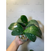 Фаленопсис (Taida Fancy Queen A12524 peloric) Фаленопсис (Taida Fancy Queen A12524 peloric)