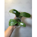 Фаленопсис Амабилис Сурабая (Amabilis Surabaya) Фаленопсис Амабилис Сурабая (Amabilis Surabaya)