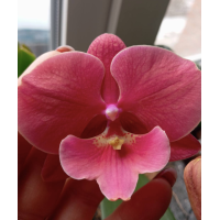 Phal. Lianher Wax Apple x Lianher Fouse big lip