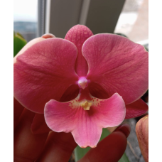 Phal. Lianher Wax Apple x Lianher Fouse big lip