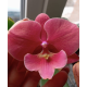 Phal. Lianher Wax Apple x Lianher Fouse big lip