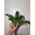 Фаленопсис (Fortune Saltzman (variation)) Фаленопсис (Fortune Saltzman (variation))