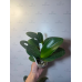 Фаленопсис ( Yen Shuai Sweet Girl Promise бабочка) Фаленопсис ( Yen Shuai Sweet Girl Promise бабочка)