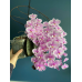 Фаленопсис Шиллериана (Schilleriana) Фаленопсис Шиллериана (Schilleriana)