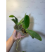 Фаленопсис Орхид Ворлд (Orchid World бабочка) Фаленопсис Орхид Ворлд (Orchid World бабочка)