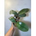 Фаленопсис (Gigantea x Schilleriana) Фаленопсис (Gigantea x Schilleriana)