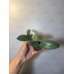 Фаленопсис (Stuariana-Schilleriana x Gigantea) Фаленопсис (Stuariana-Schilleriana x Gigantea)