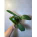 Фаленопсис (Schilleriana x Voo Doo) Фаленопсис (Schilleriana x Voo Doo)