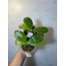 Фаленопсис Специоза Блу (Speciosa Blue) Фаленопсис Специоза Блу (Speciosa Blue)